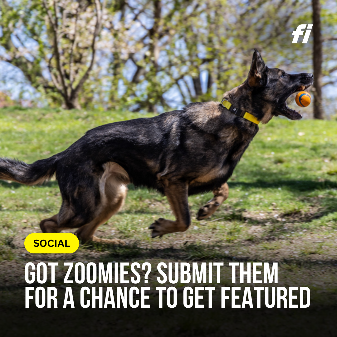 Social Media Challenge: Submit Your Dog's Best Zoomies Video