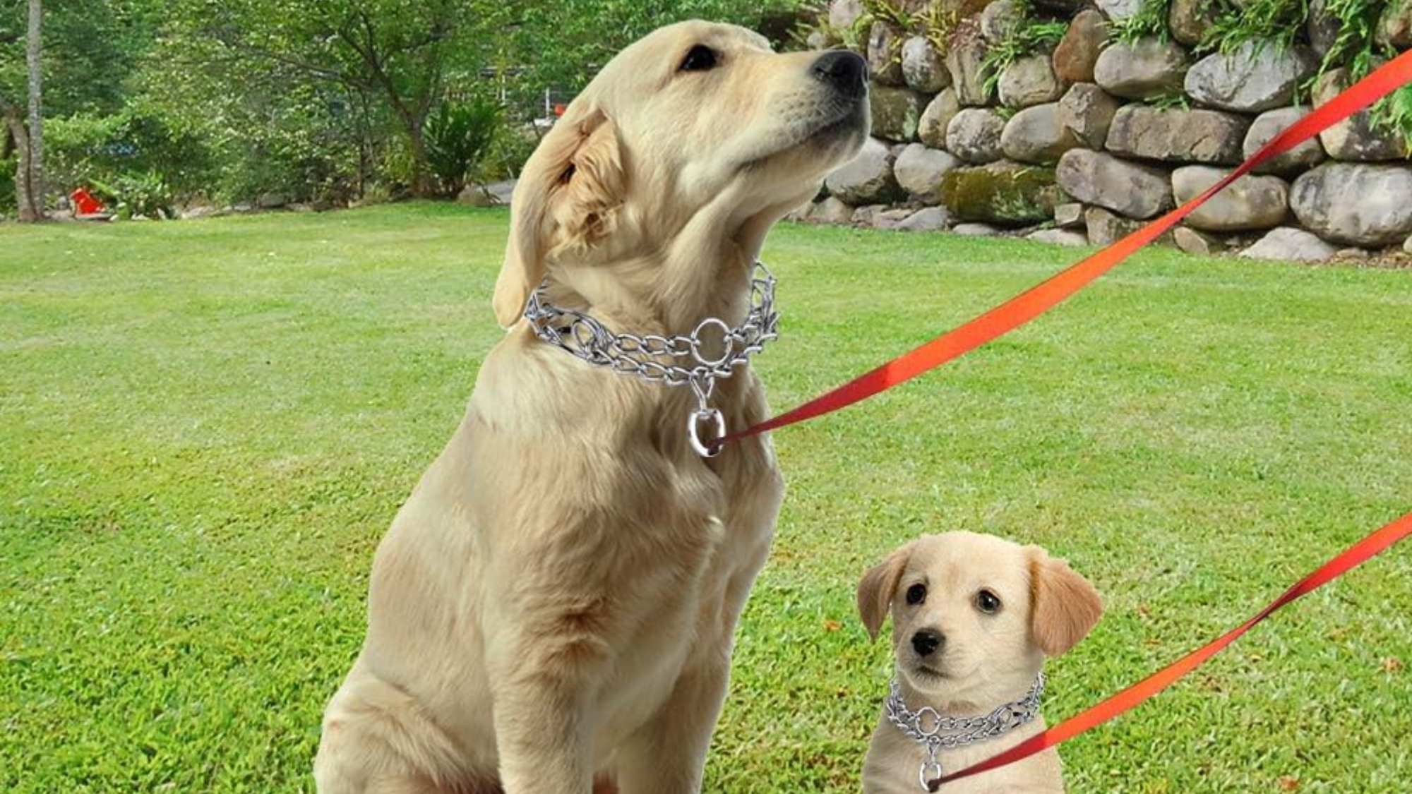 Dog Collar Metal