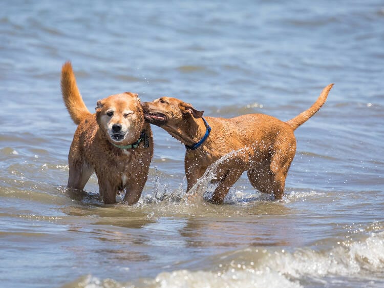 Dog-Friendly Beaches