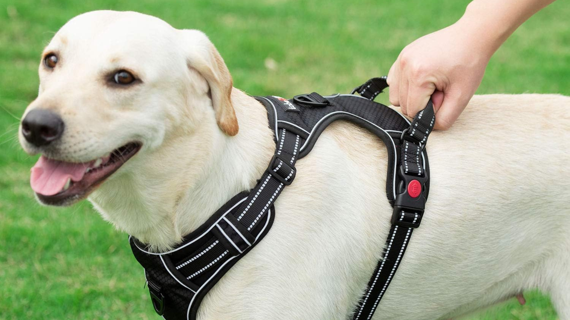 Dog Harness and Leash Set