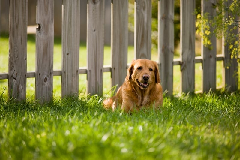 Patio Barrier for dogs