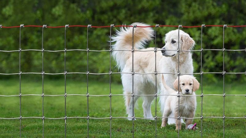 Electric fences for dogs