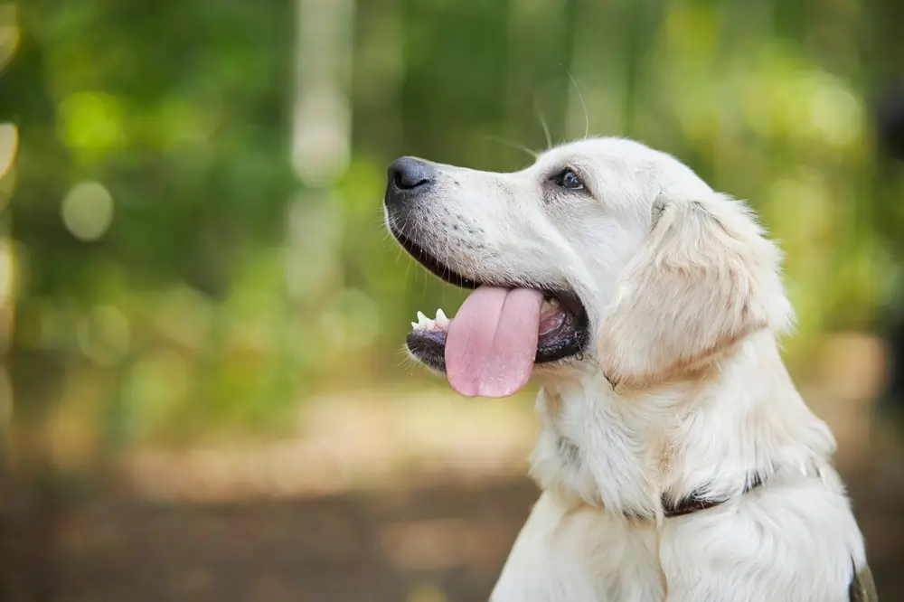 Can Golden Retrievers Eat Sweet Potato
