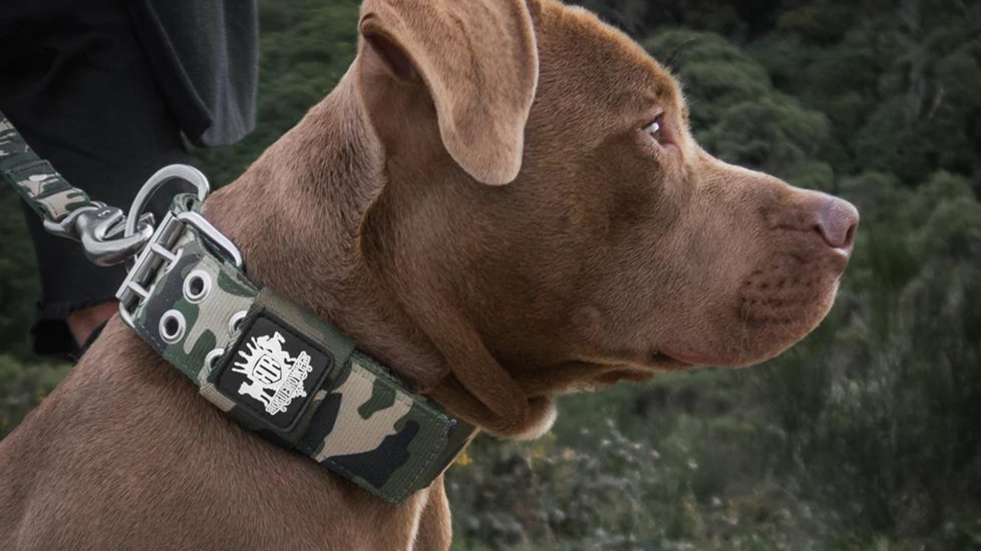 Durable dog outlet collars