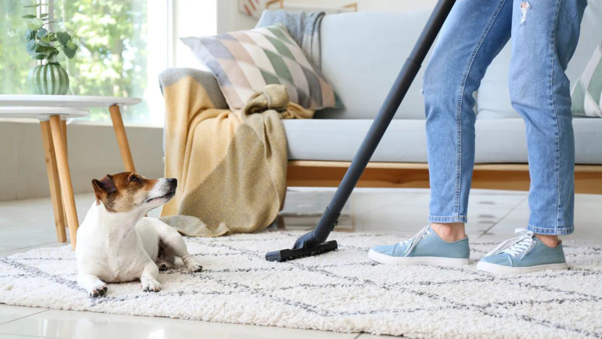 How to Clean Dog Diarrhea from Carpet