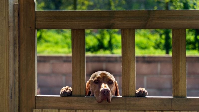 Maintaining Your Puppy Fence
