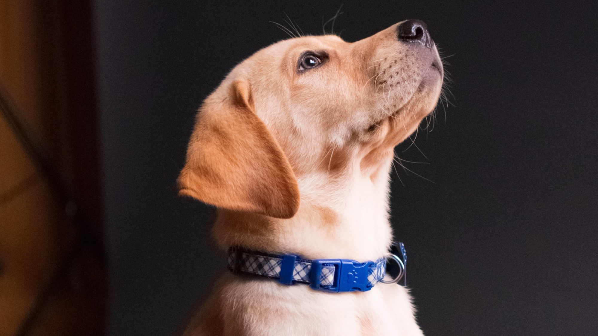 Dog collars for medium clearance dogs