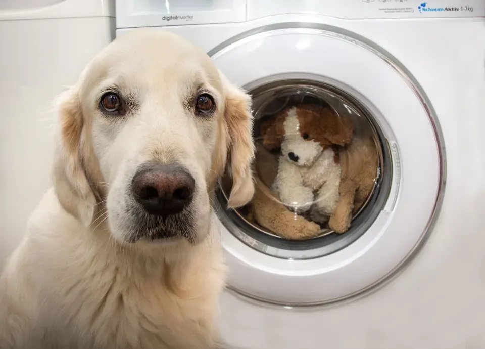 Can Dog Collars Go in the Washing Machine?
