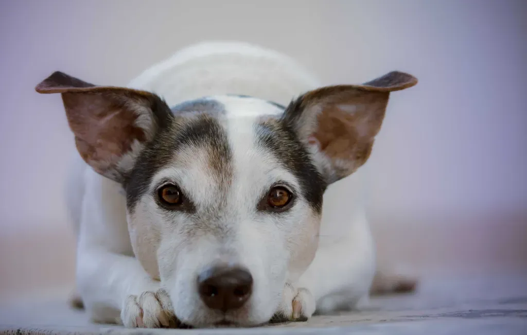 can you shave a rat terrier