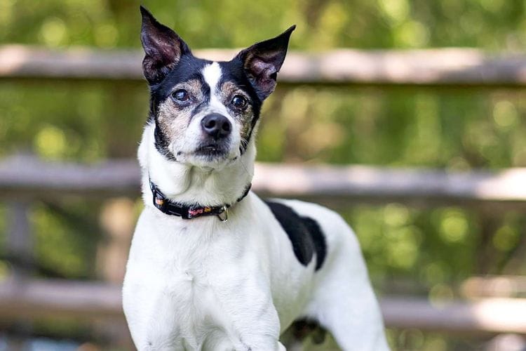 Rat Terriers: Natural Mouse Hunters and Effective Control