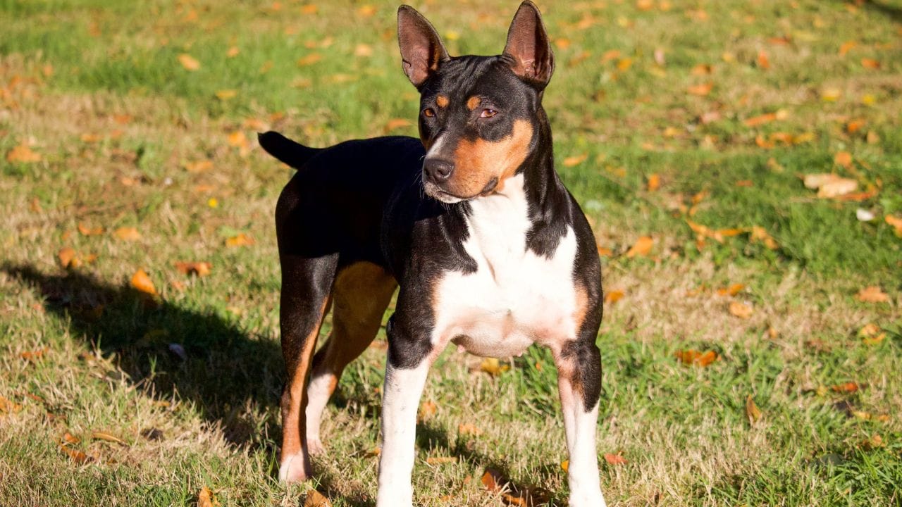 Are Rat Terriers Good Family Dogs
