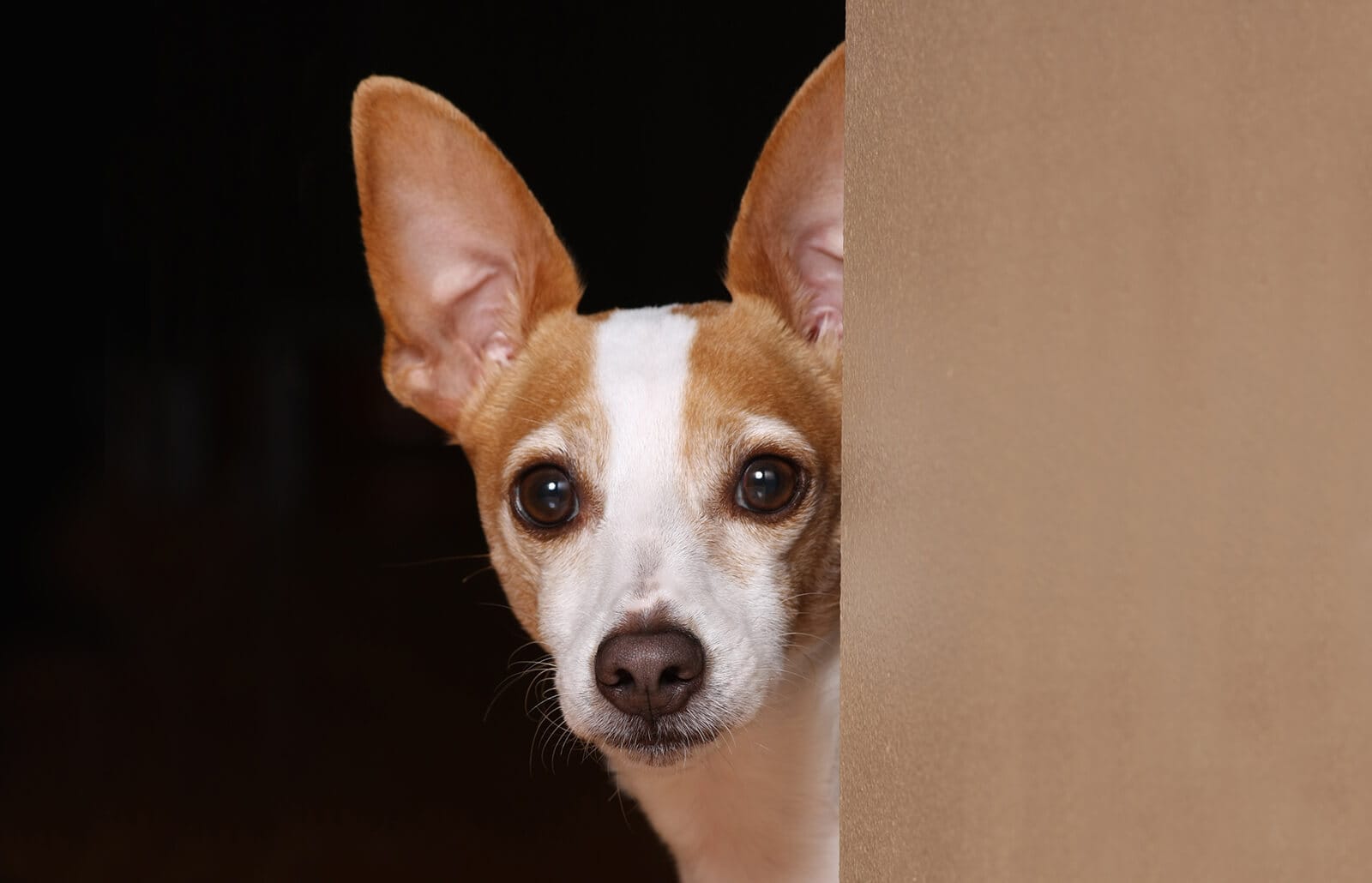 Rat Terriers 