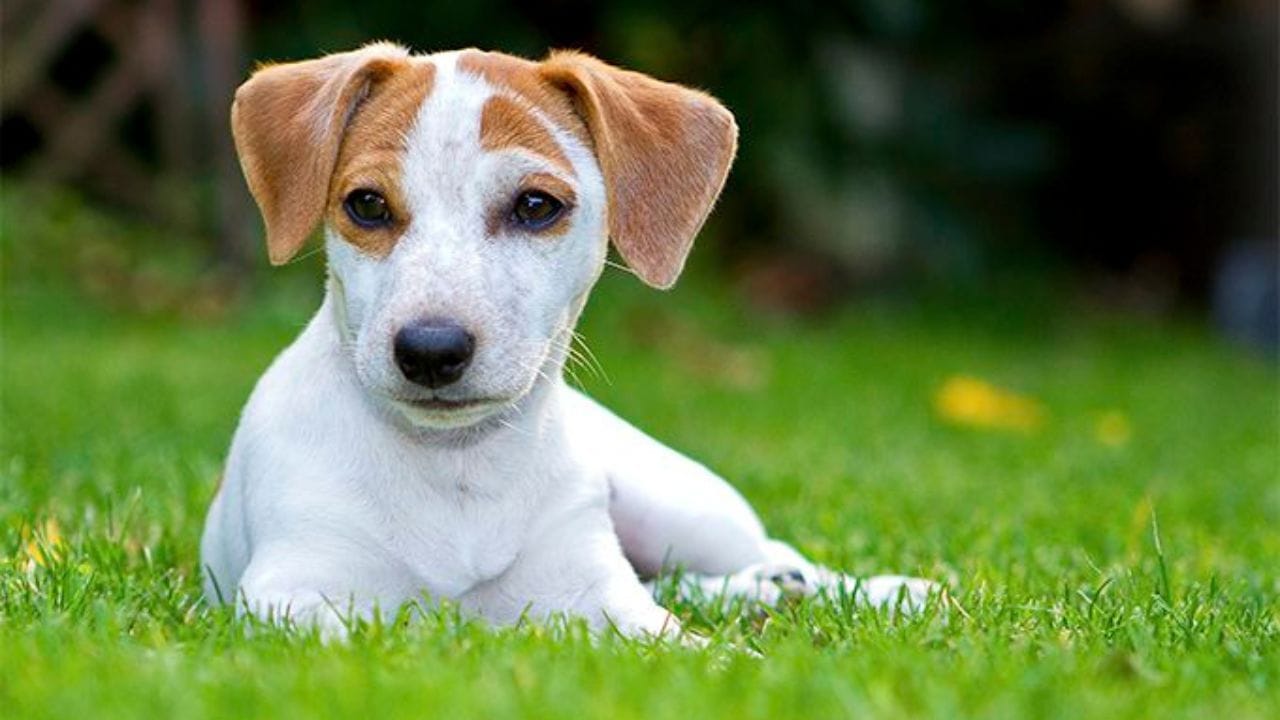 Rat Terriers as Hunting Dogs