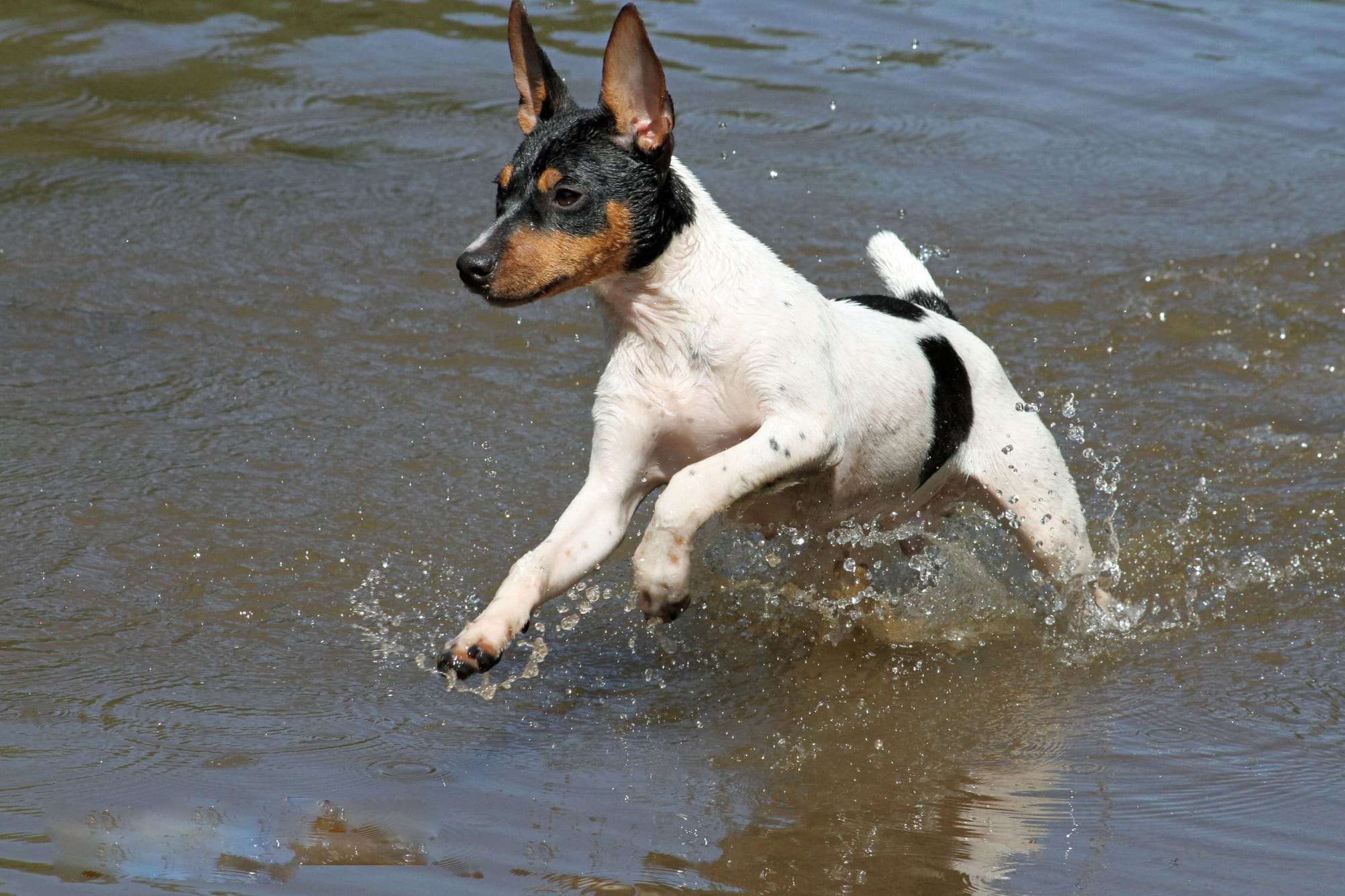 Rat Terriers in water