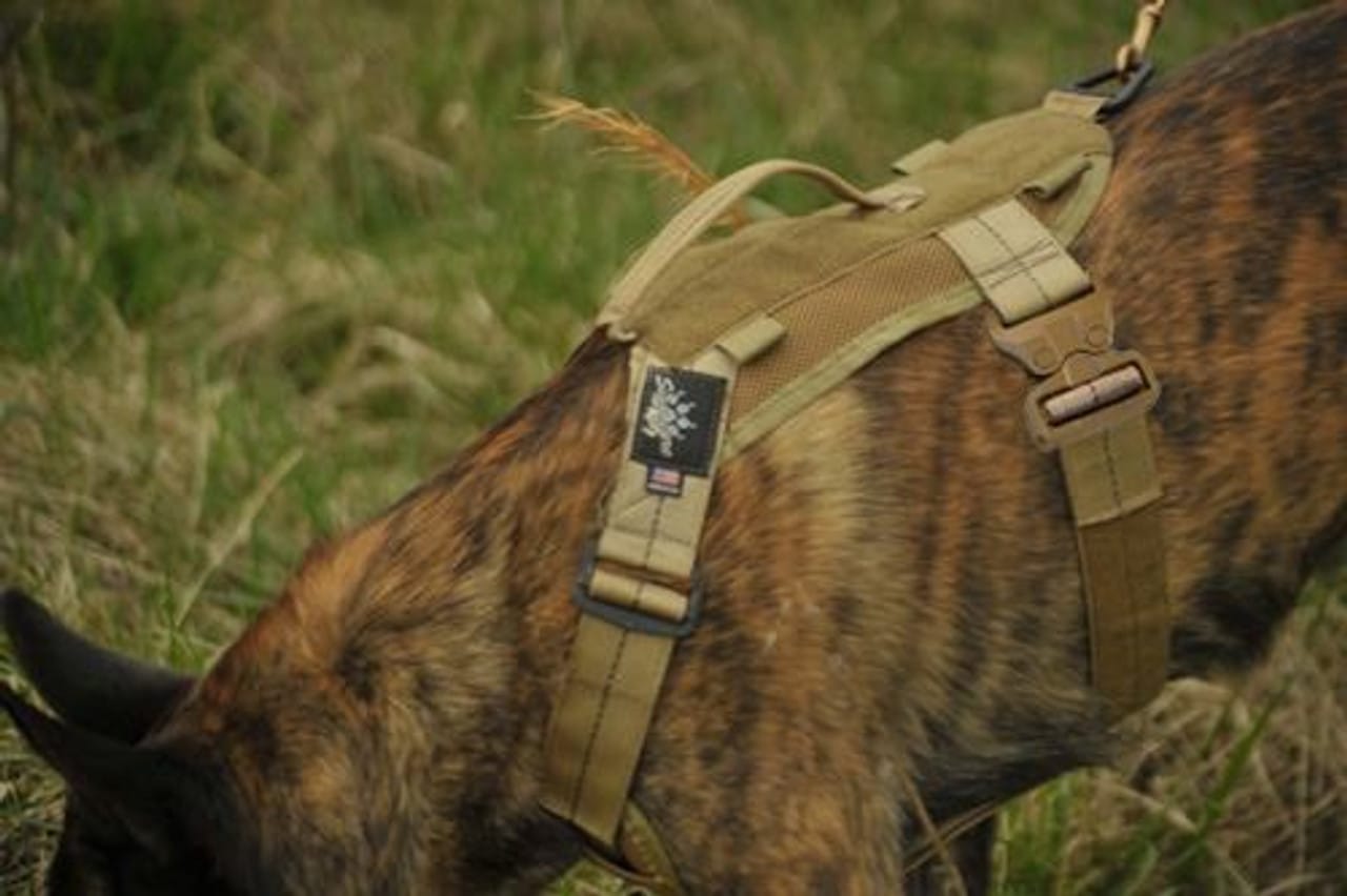 Ray Allen Dog Collars