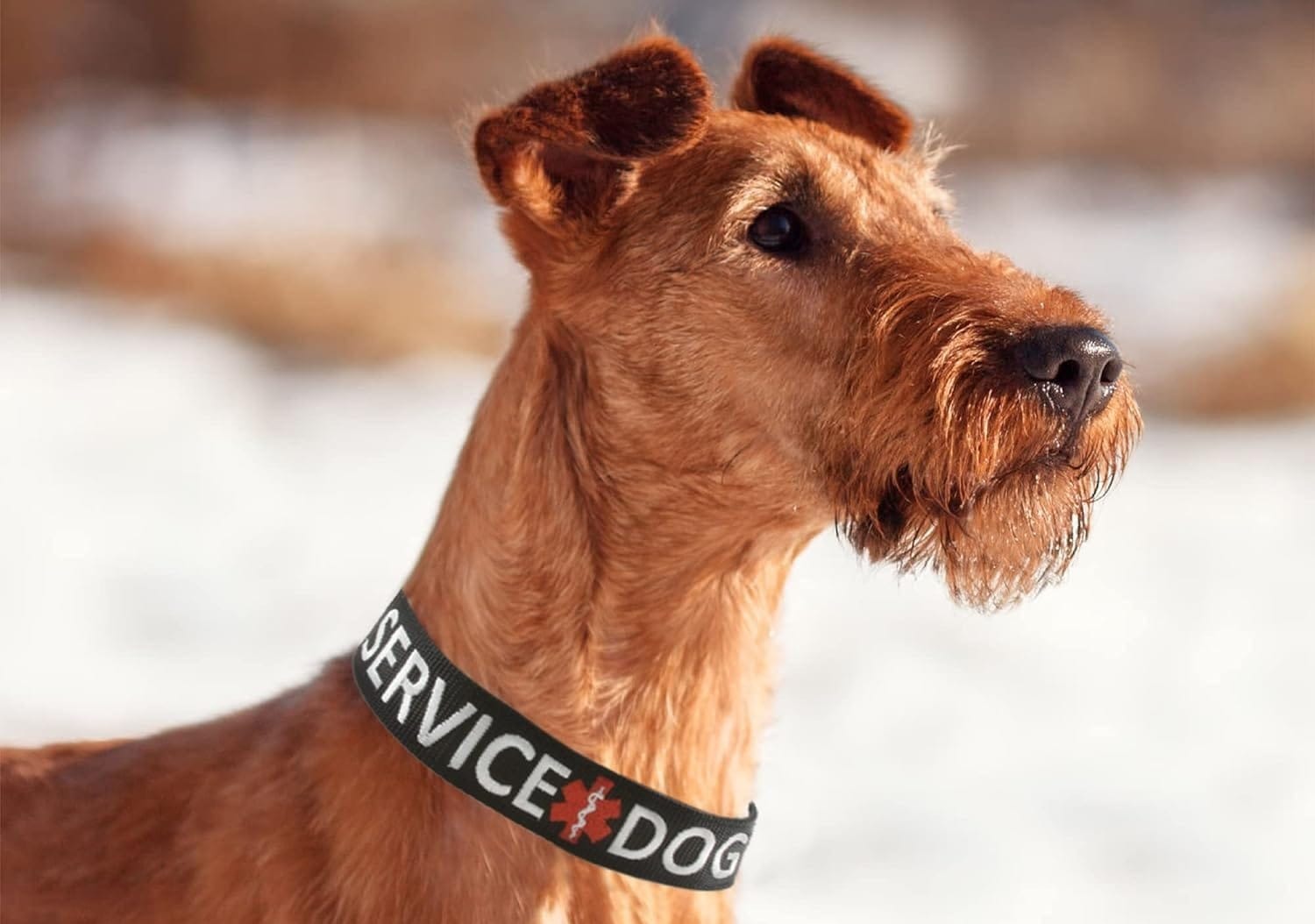 Service Dog Collar