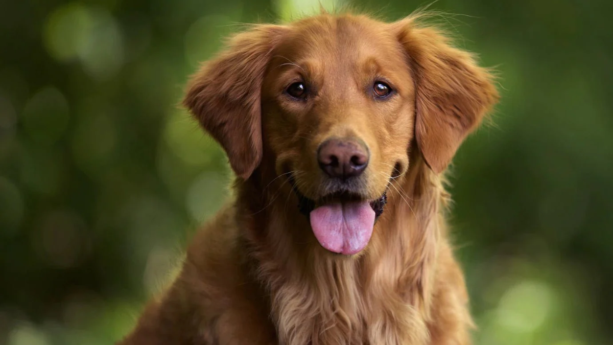 Where Are Golden Retrievers From: Short Breed History