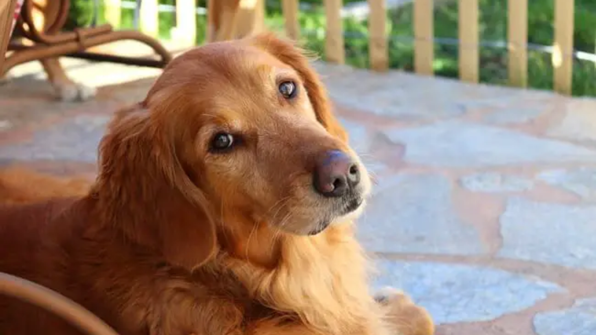 Can I Give My Golden Retriever Human Food