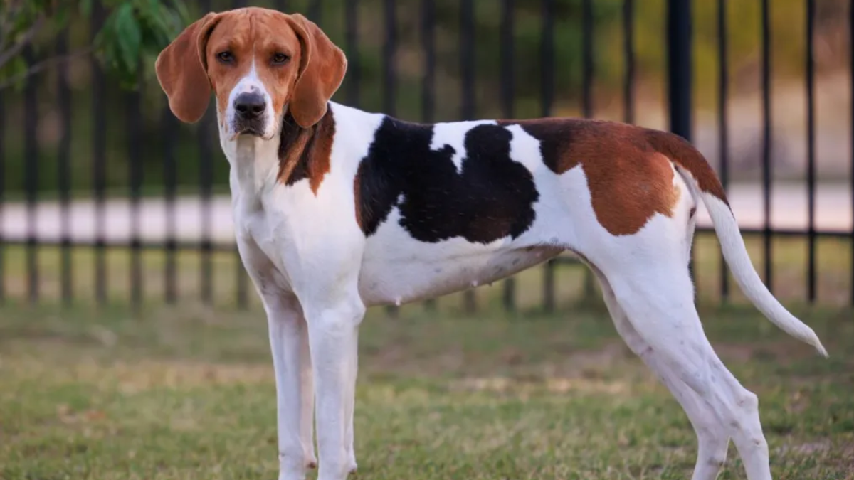 Do American Foxhounds Shed 