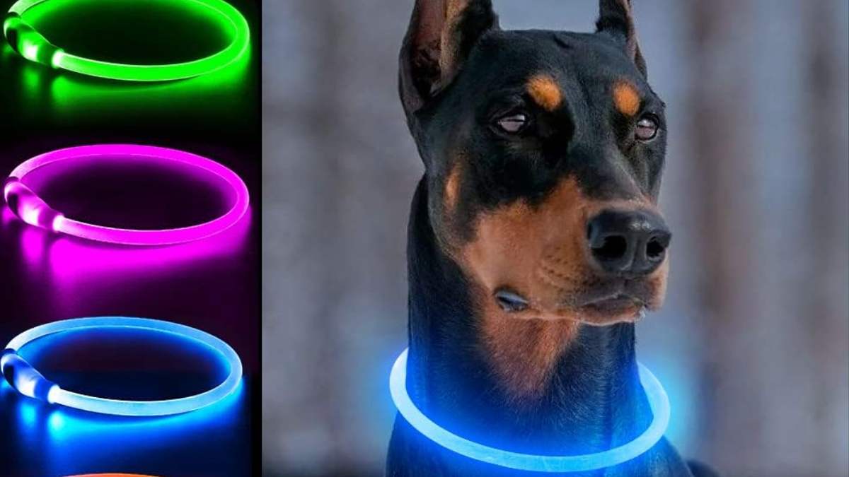 Dog Light Up Collar