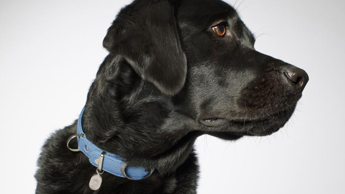 Luxury Brand Dog Collars