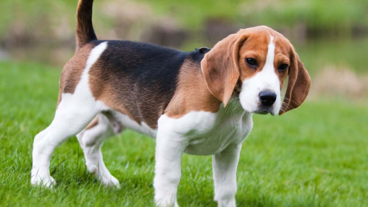 American Foxhound Puppies