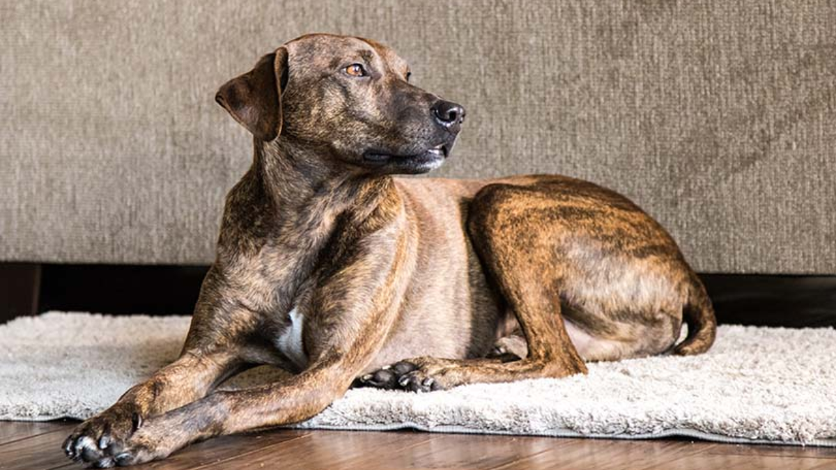What is the Lifespan of a Plott Hound