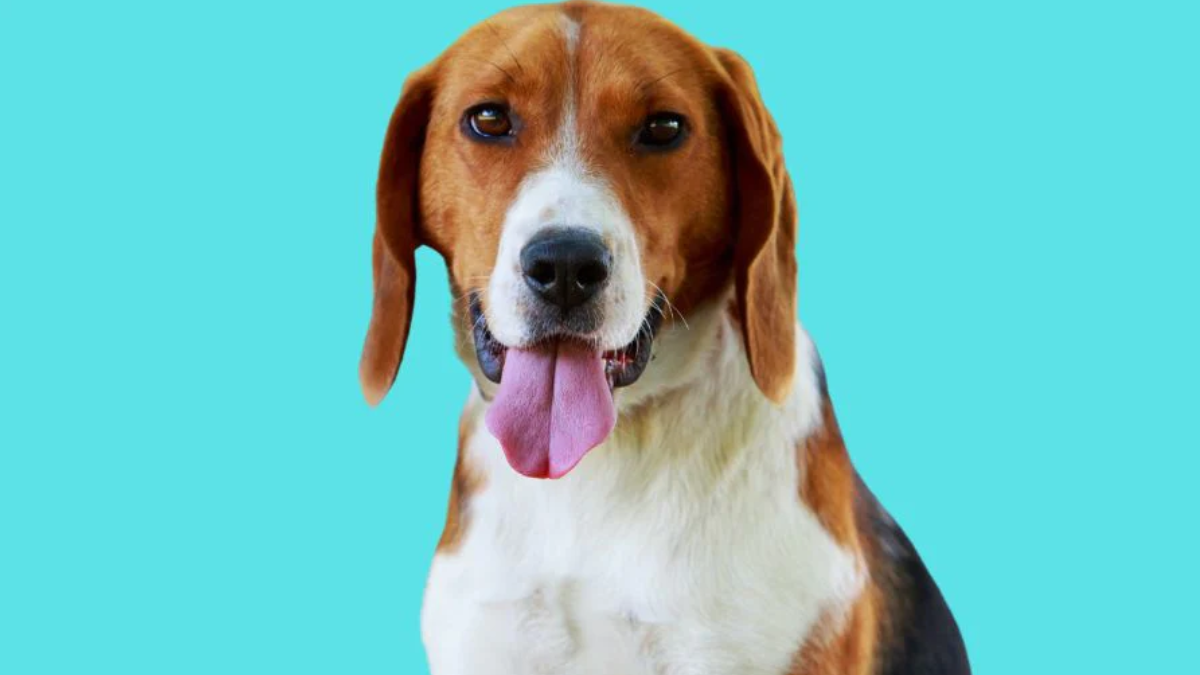 Do American Foxhounds Shed 