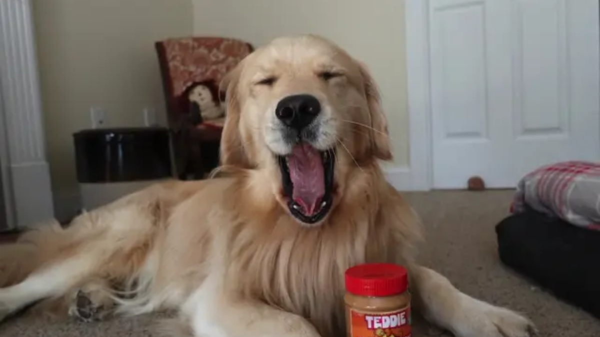 Can Golden Retriever Puppies Eat Peanut Butter