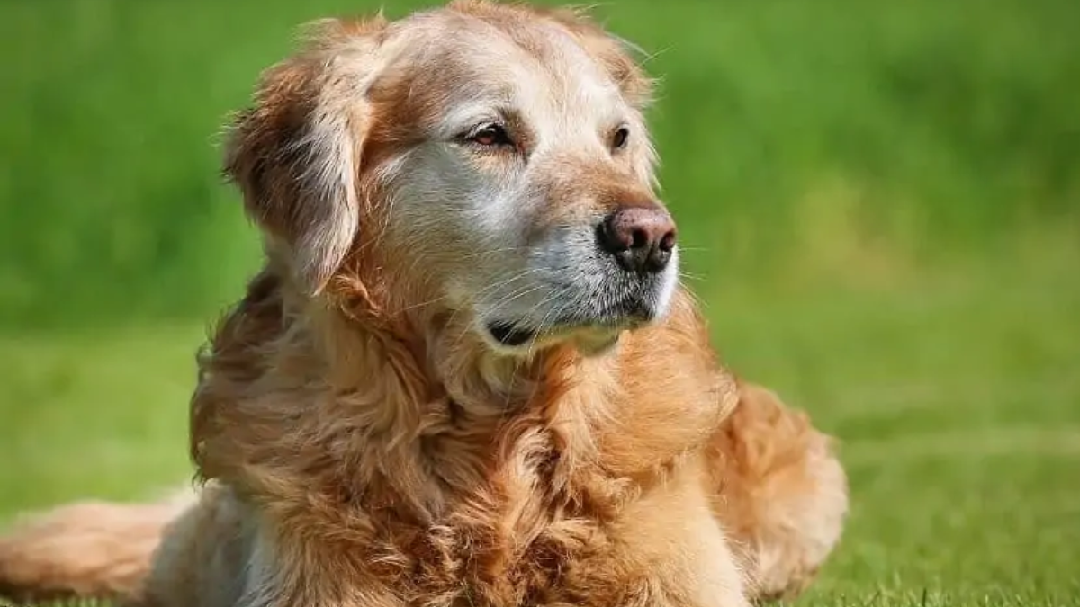 Golden 2024 retriever hypoallergenic