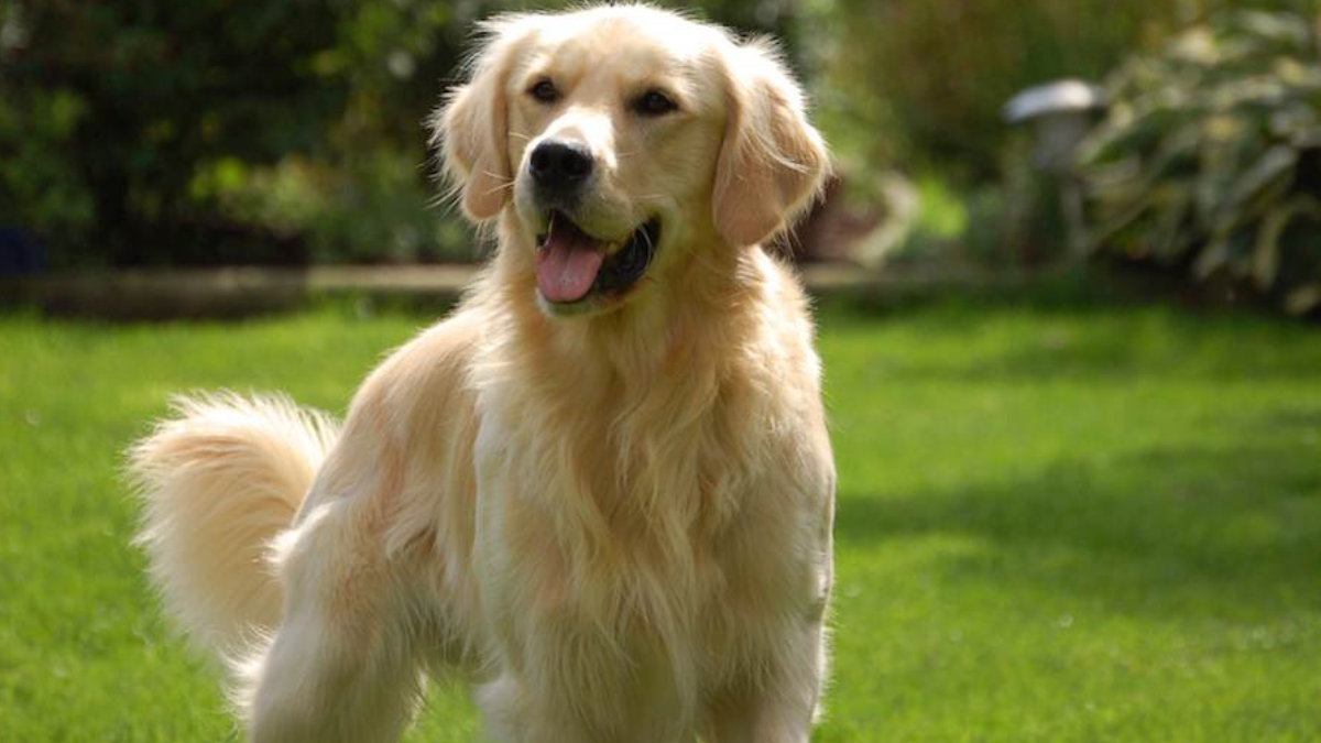 Are Golden Retrievers Good Family Dogs