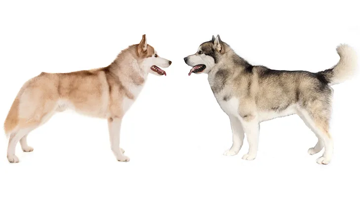 Alaskan Malamutes and Siberian Husky standing in front of each other