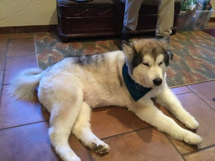 Can You Shave Your Alaskan Malamute?
