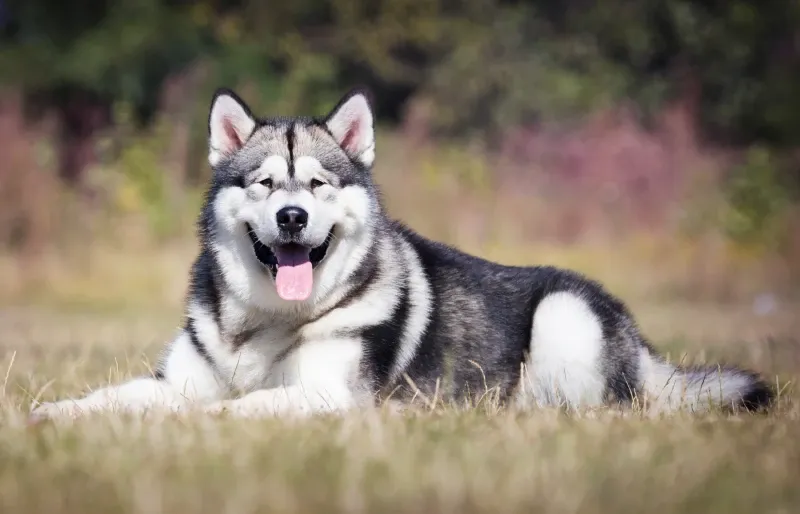 Can You Shave Your Alaskan Malamute?