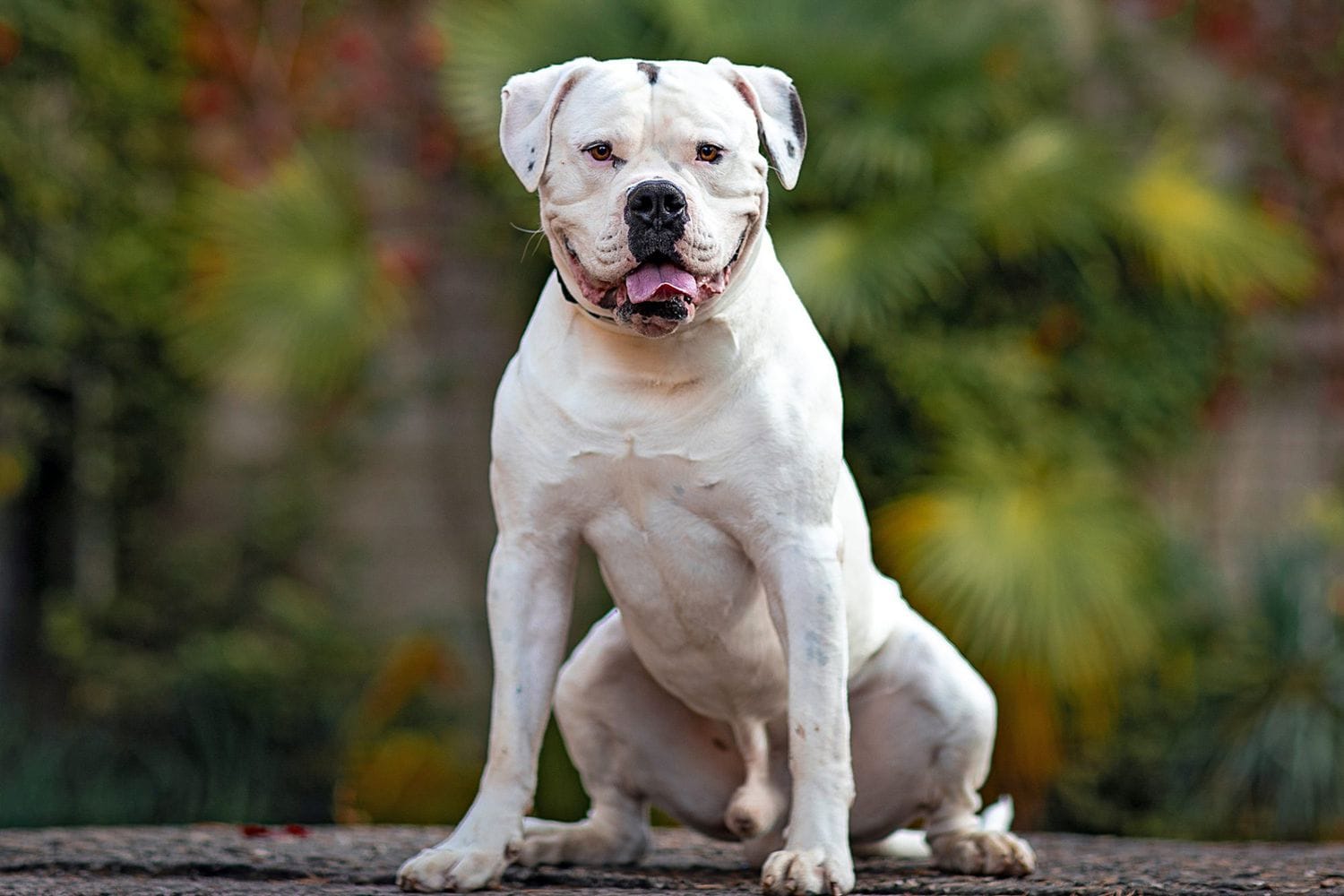 Can American Bulldogs Be Left Alone?