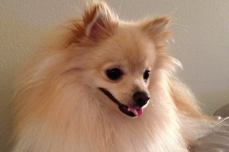 Can Pomeranians Eat Banana