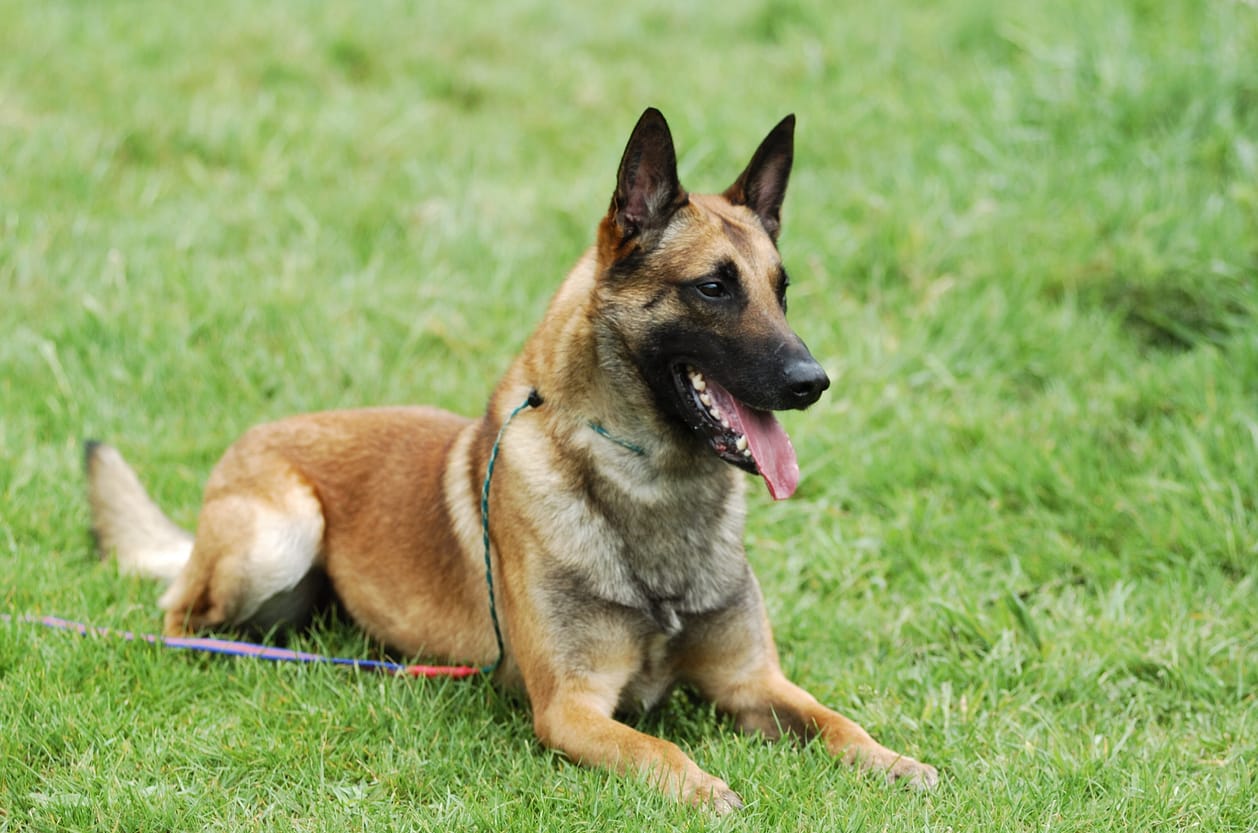 Belgian Malinois