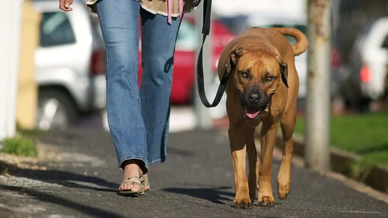 Big Dog on walk with its owner