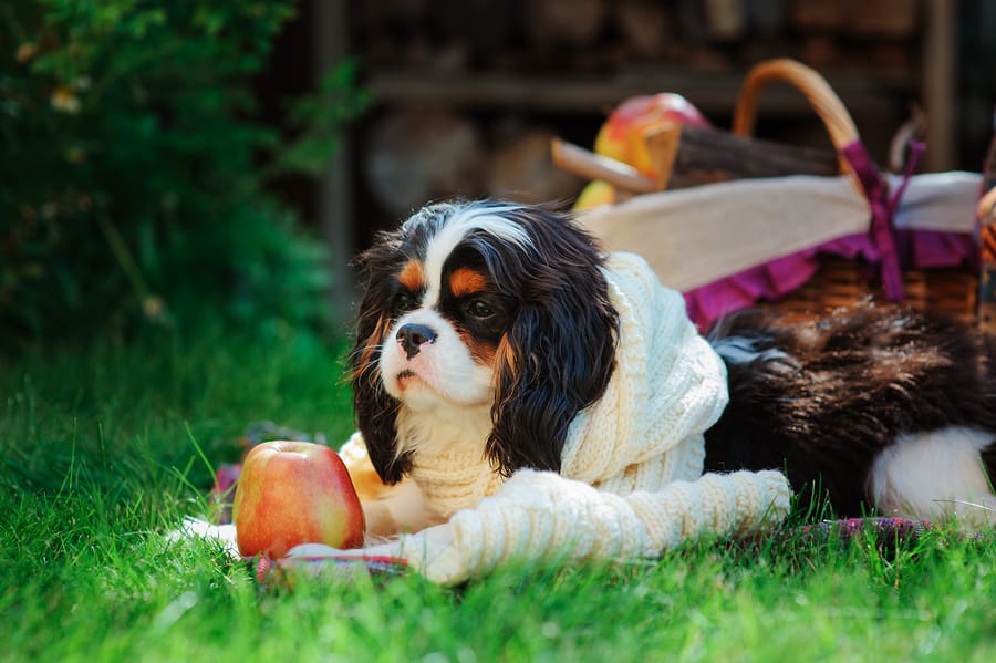Can Maltese Dogs Eat Apples?