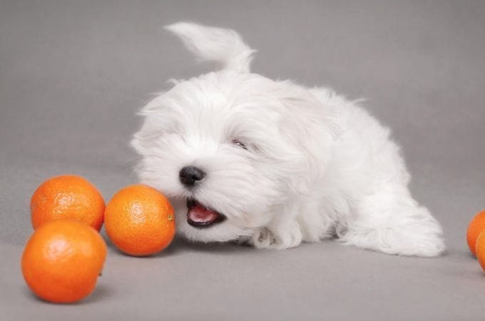 Can Maltese Dogs Eat Oranges?