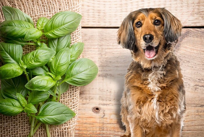 Is Basil Safe for Dogs Unravel the Mystery of Basil