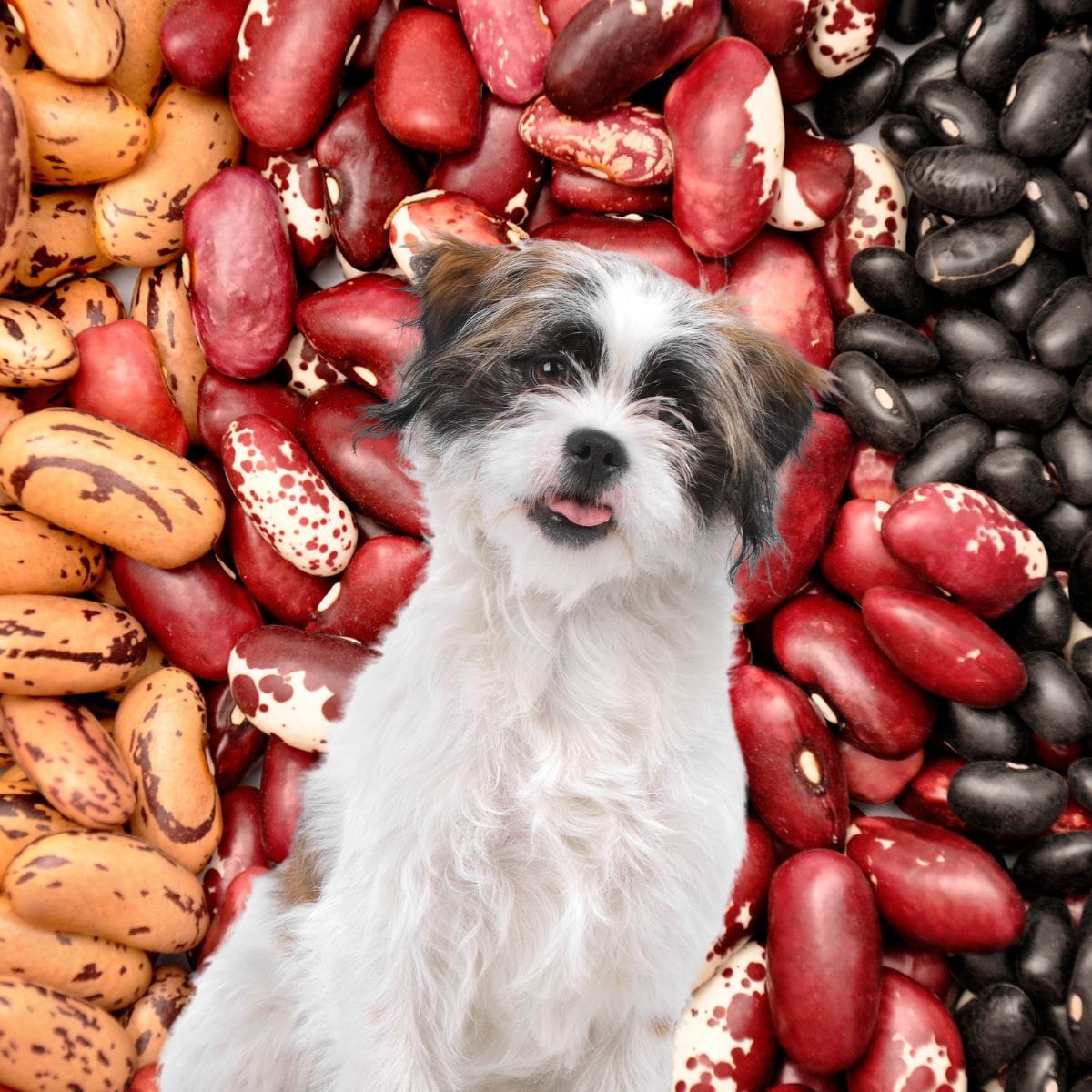 Can Dogs Eat Pinto Beans?