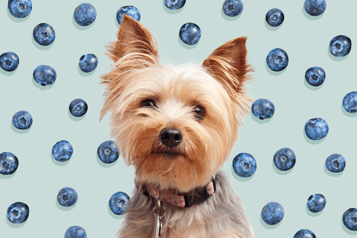 Can Maltese Dogs Eat Blueberries?