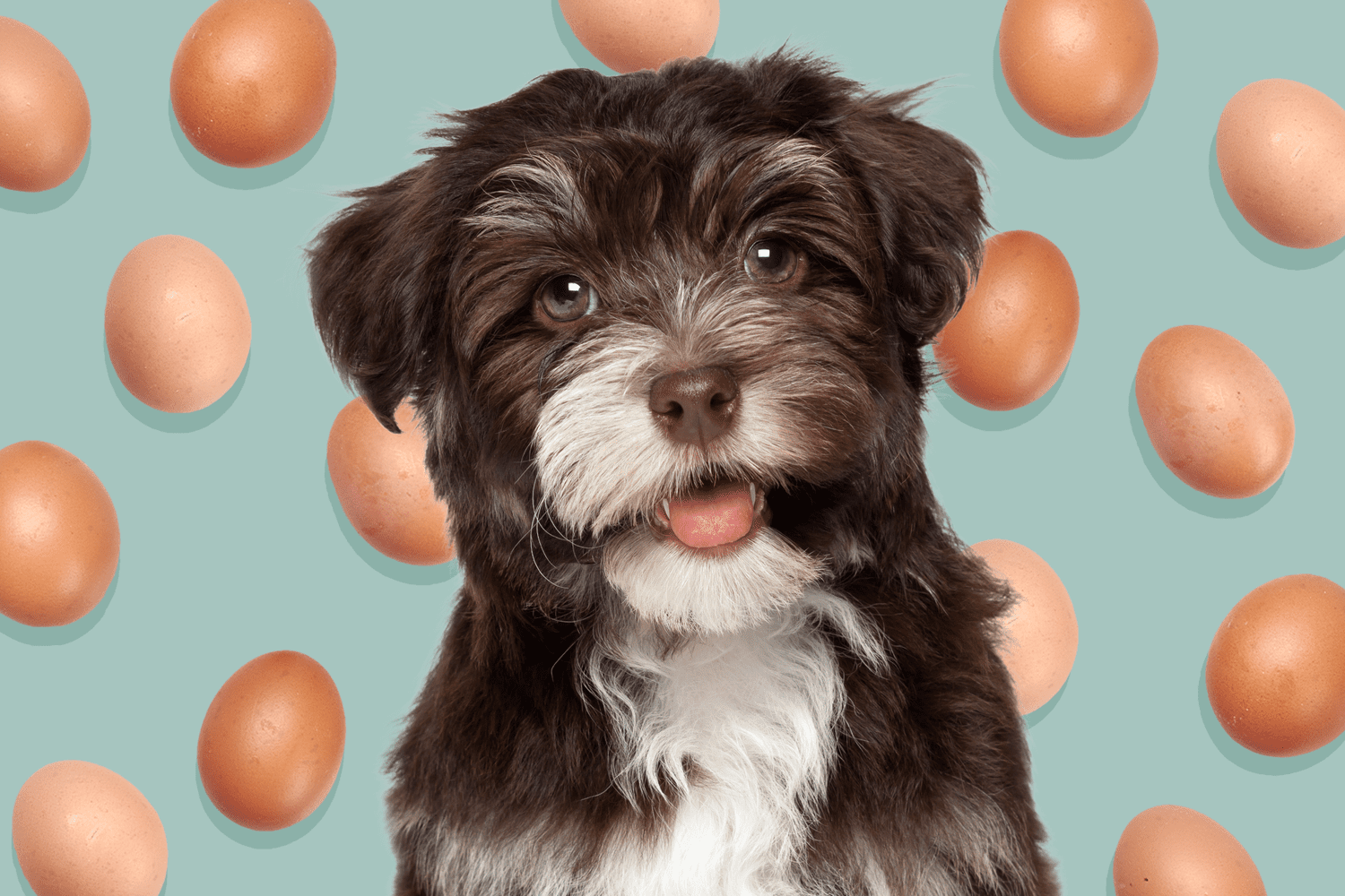 Can Maltese Dogs Eat Eggs