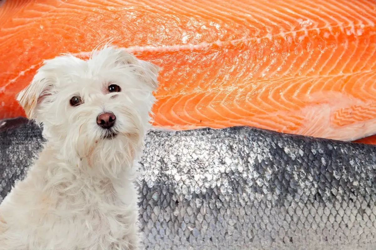 Can Maltese Dogs Eat Salmon?