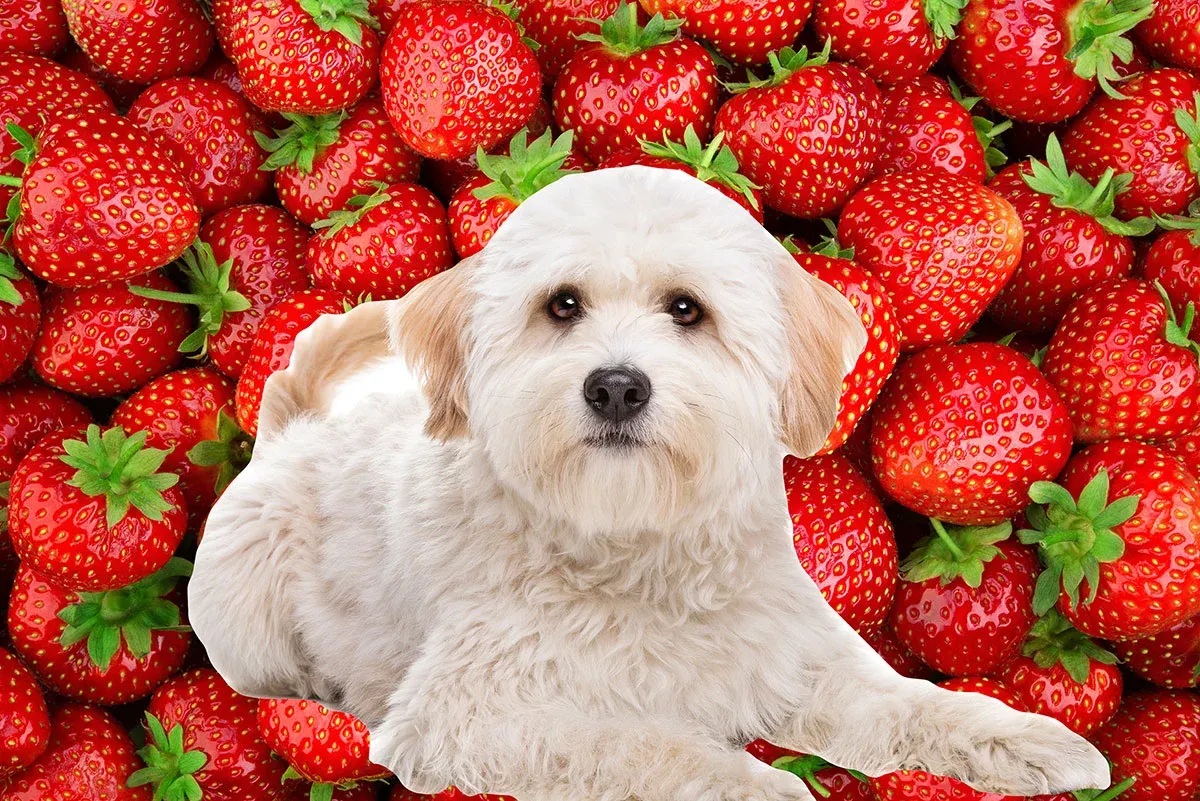 Can Maltese Dogs Eat Strawberries?
