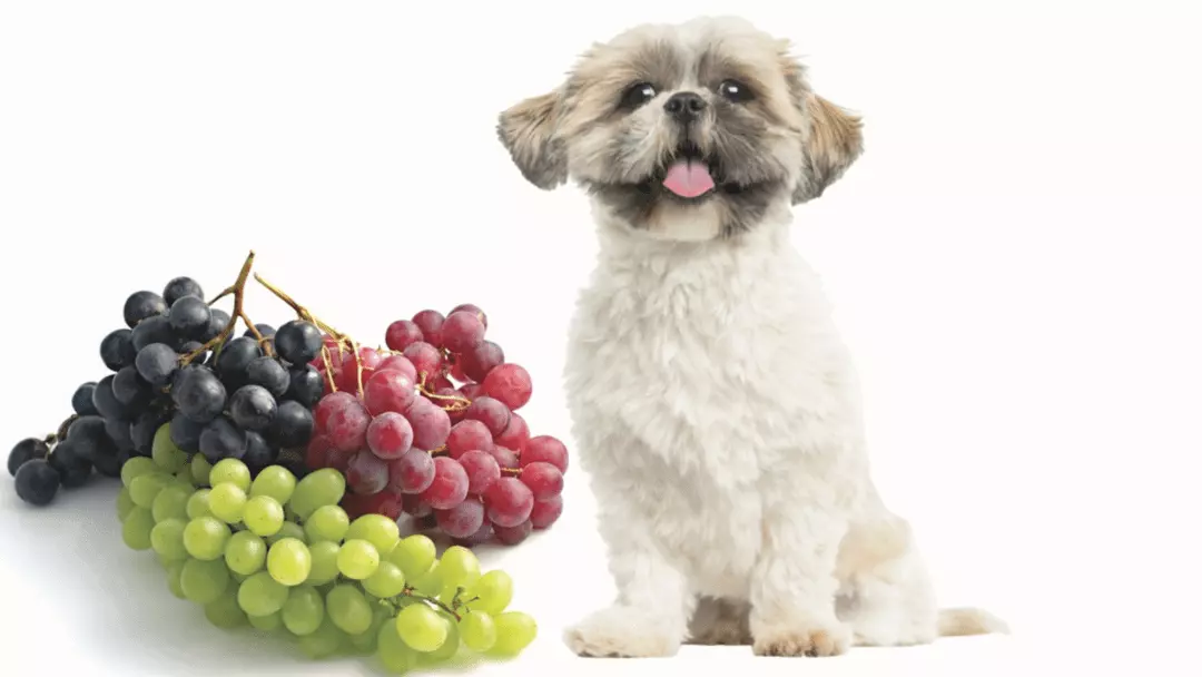 Can Maltese Dogs Eat Grapes?