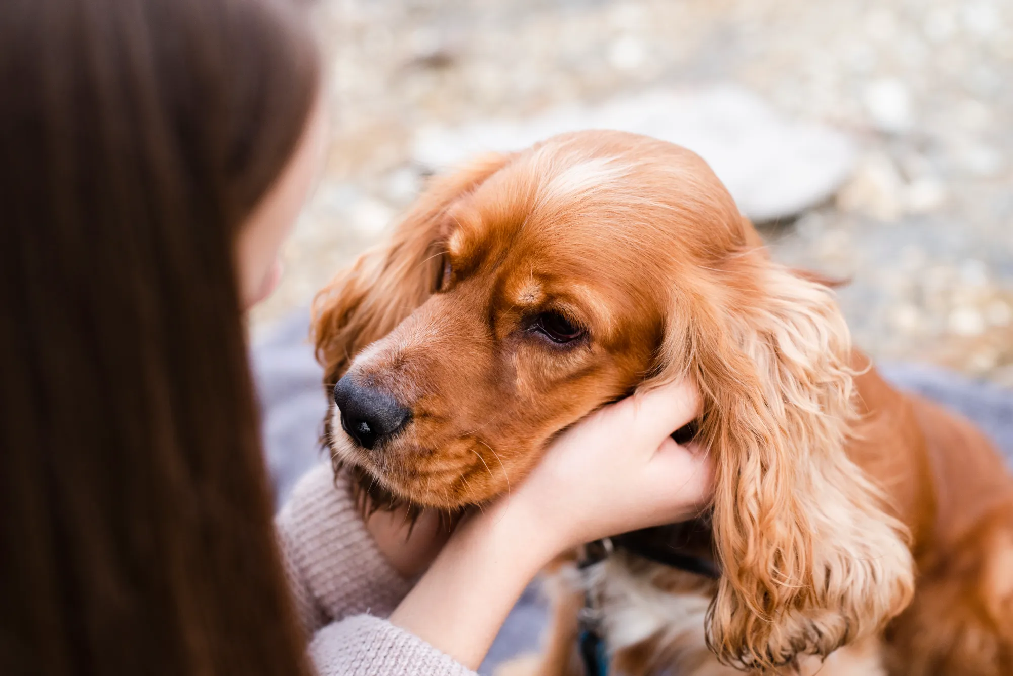 Understanding Canine Affection