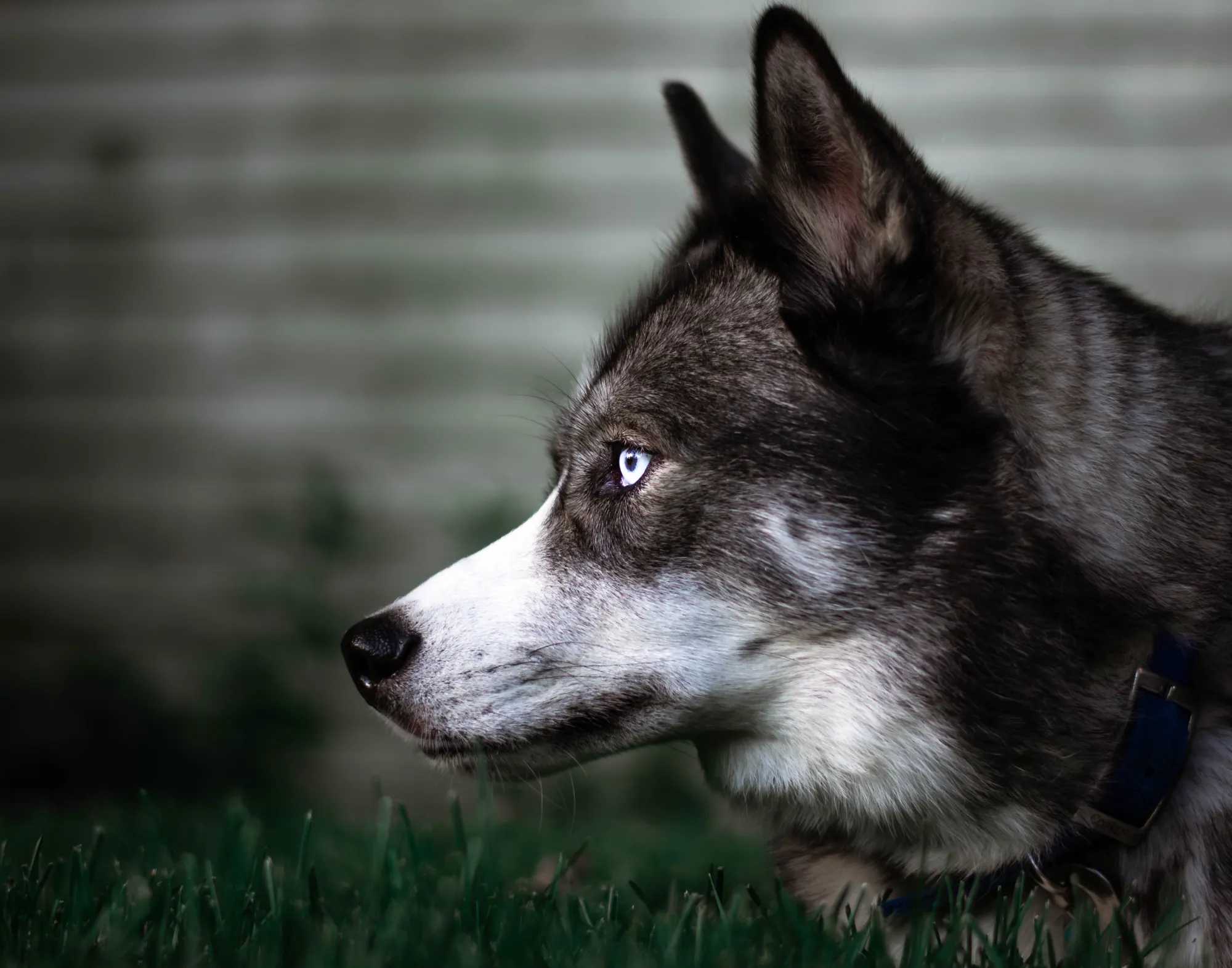 Akita Husky Mix