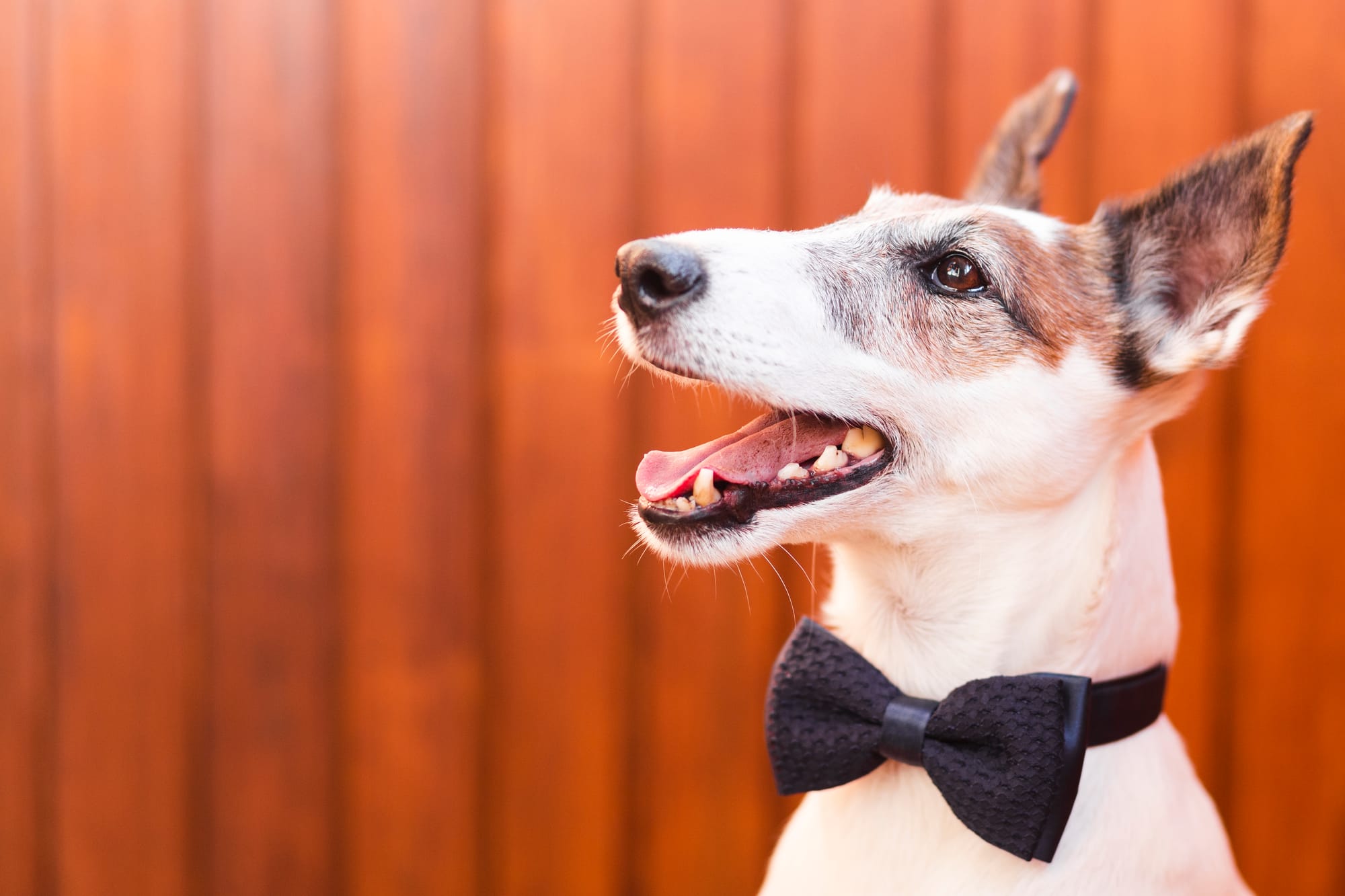 dog bow tie collar